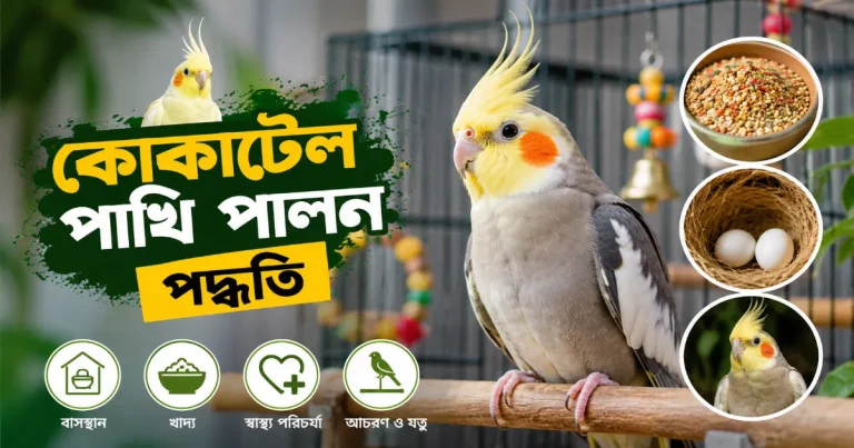 কোকাটেল পাখি পালন.png