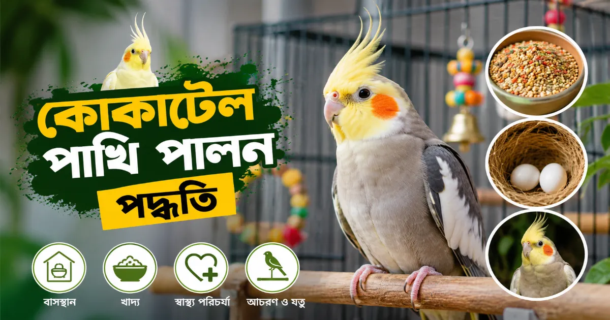 কোকাটেল পাখি পালন.png