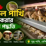 কোয়েল পাখি পালন.png