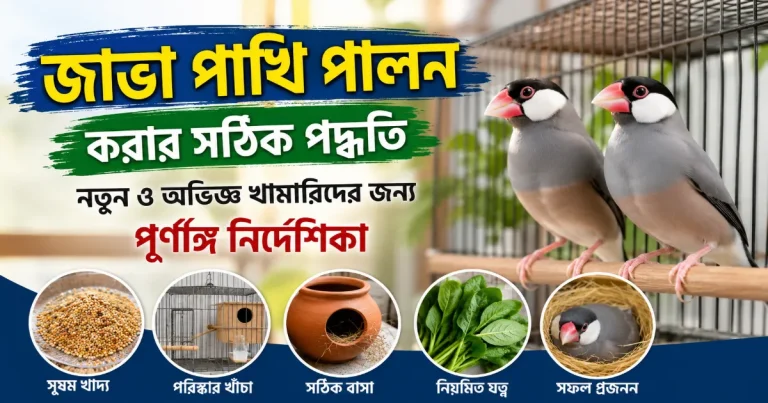 জাভা পাখি পালন.png