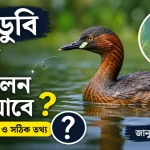 পানডুবি পাখি পালন.png