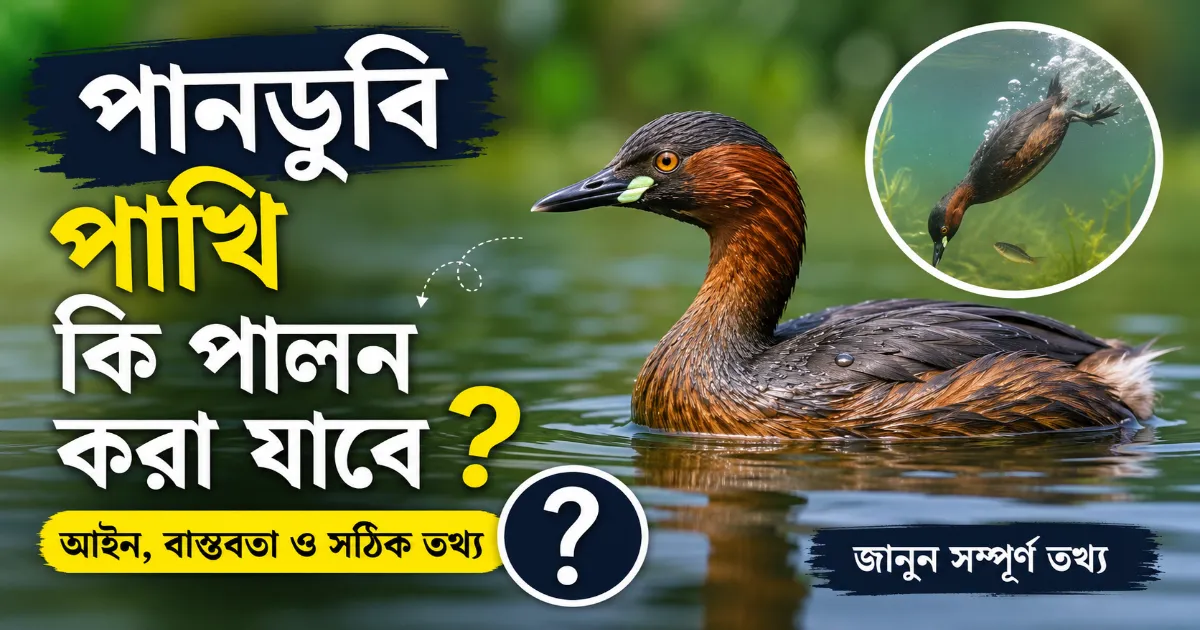 পানডুবি পাখি পালন.png