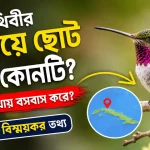 পৃথিবীর সবচেয়ে ছোট পাখি.png