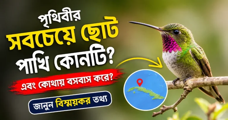 পৃথিবীর সবচেয়ে ছোট পাখি.png