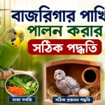 বাজরিগার পাখি পালন.png