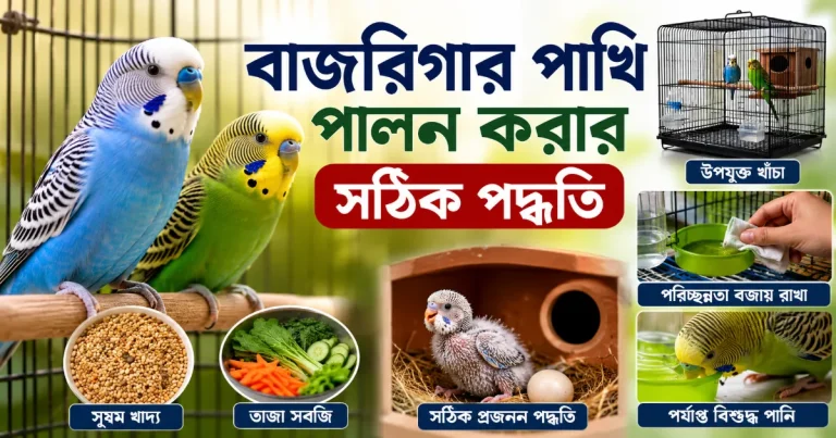 বাজরিগার পাখি পালন.png
