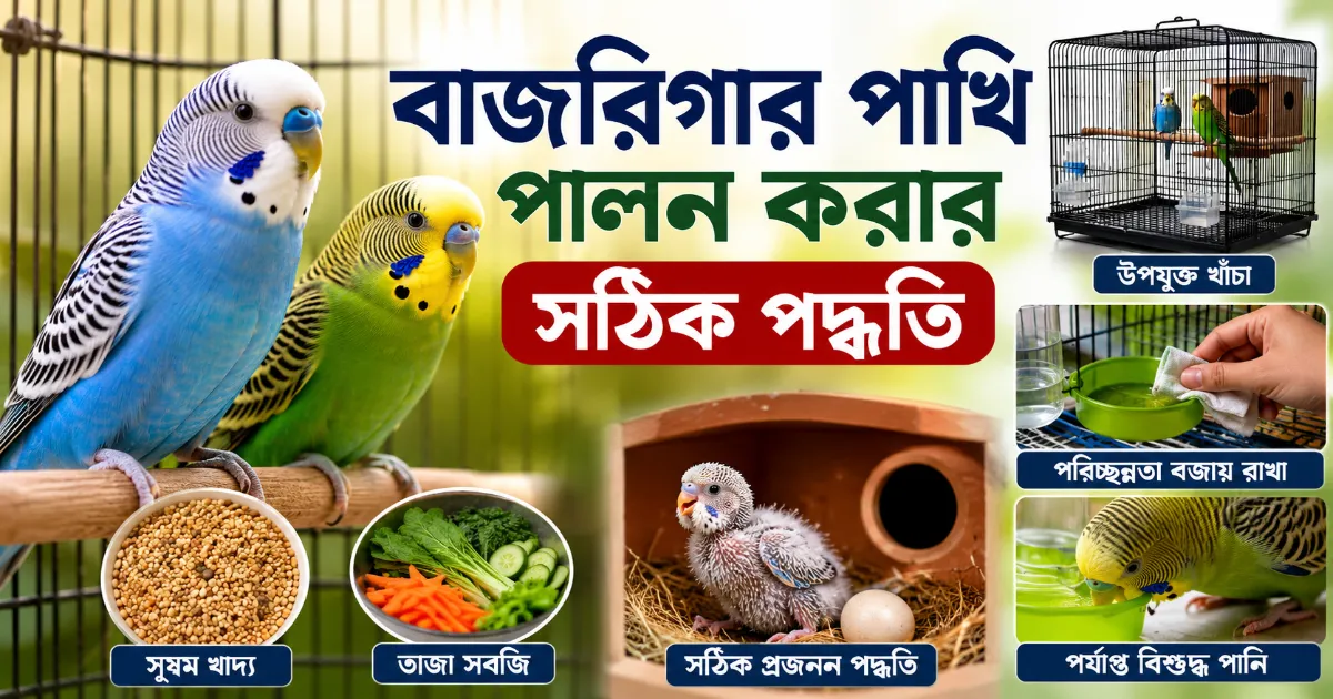 বাজরিগার পাখি পালন.png