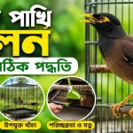 ময়না পাখি পালন.png