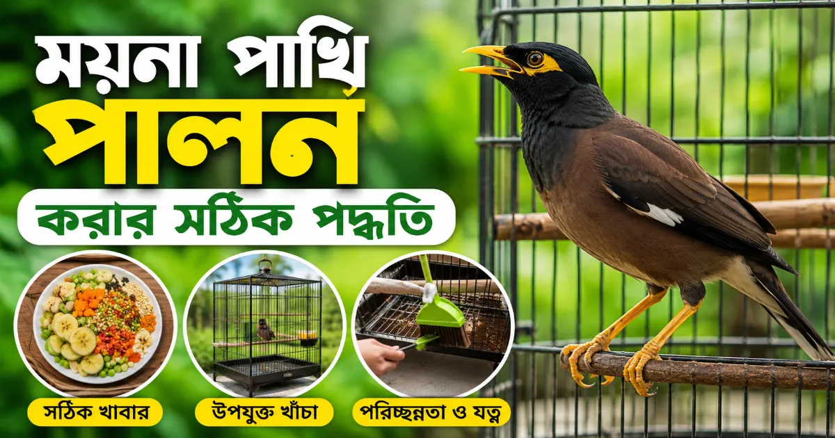 ময়না পাখি পালন.png