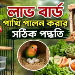 লাভ বার্ড পাখি পালন.png