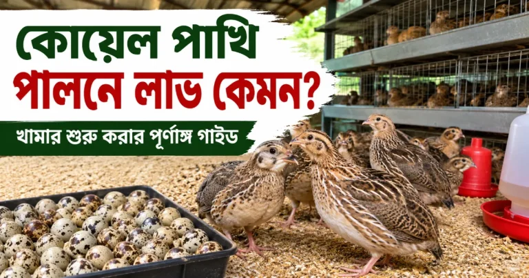 কোয়েল পাখি পালনে লাভ.png