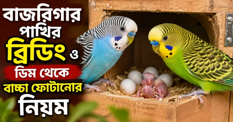 বাজরিগার পাখির ব্রিডিং.png