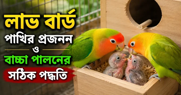 লাভ বার্ড পাখির প্রজনন.png