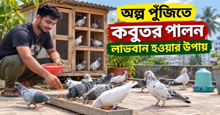 অল্প পুঁজিতে কবুতর পালন.png