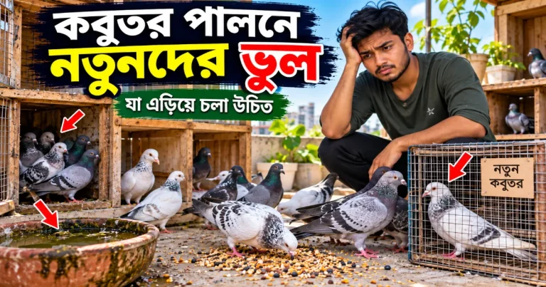 কবুতর পালনে নতুনদের ভুল.png